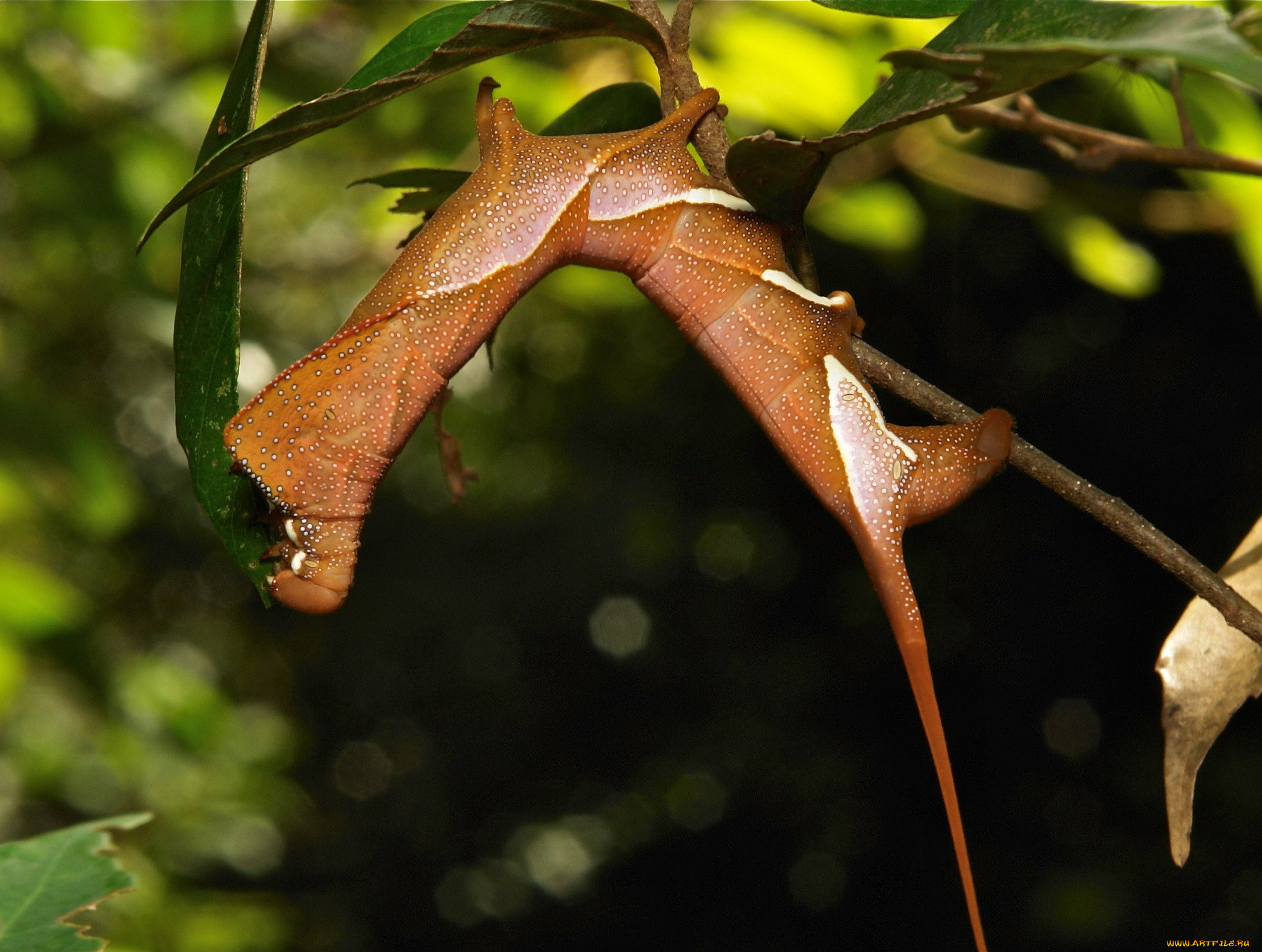 , , itchydogimages, , , , 